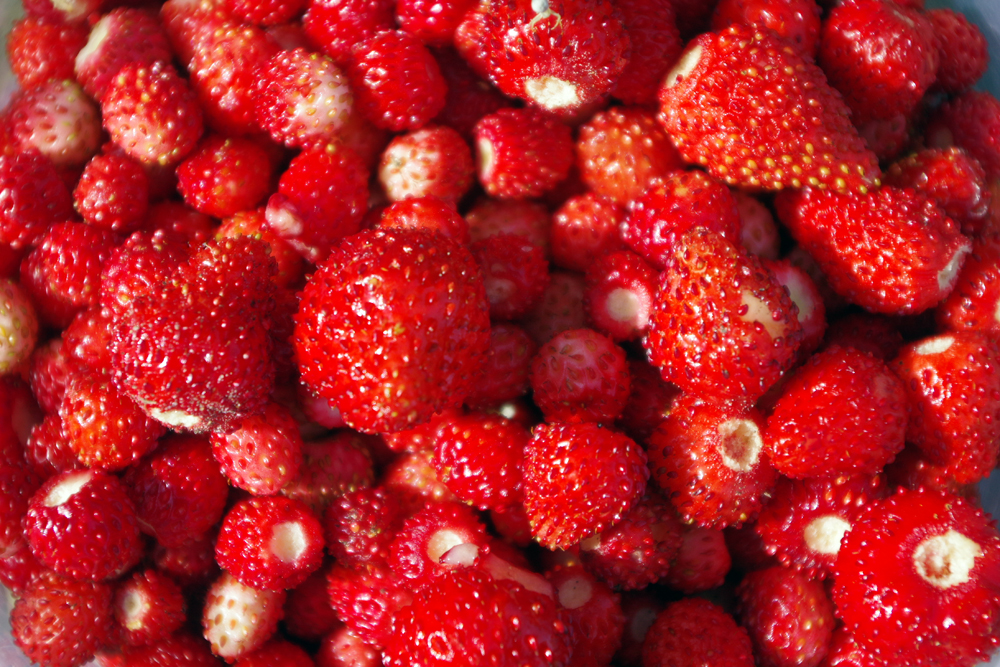wildstrawberries