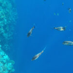 Mida teha Sharm el Sheik´is – kalavaatlus