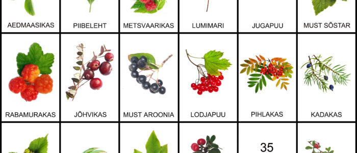 eesti marjad